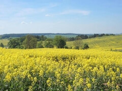 Yellow flower field