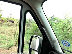 Cute ebony girlfriend gives head on deep African road safari in POV