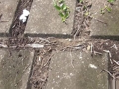 Asiatisch, Hd, Japanische massage, Lesbisch