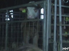 Amatéri, Brunetka, Honění, Dospelé