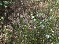 Stepmom Susan lets stepson creampie her hairy pussy on the beach - Amateur MILF outdoor sex